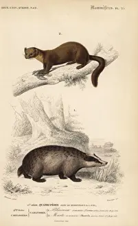Meunier Prints: European badger, Meles meles, and European