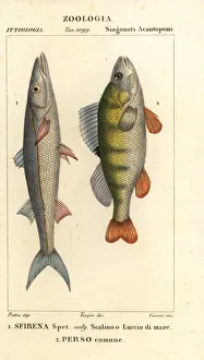 Images Dated 22nd March 2020: European barracuda and perch