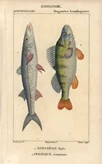 Spit Prints: European barracuda or spit fish, Sphyraena