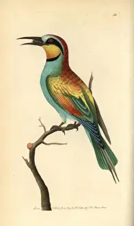 European bee-eater, Merops apiaster