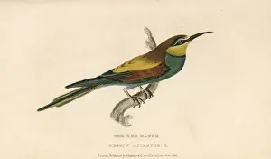 European bee-eater, Merops apiaster