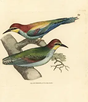 European bee-eater, Merops apiaster