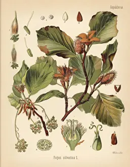 Adolph Prints: European beech tree, Fagus sylvatica