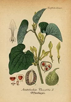 Medical Pharmaceutical Gallery: European birthwort, Aristolochia clematitis