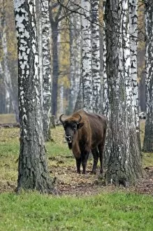 Images Dated 24th October 2006: European Bison - adult female - in birch forest