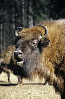 Bonasus Prints: European Bison - adult female grazes with others in a herd