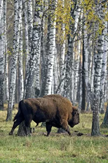 Images Dated 24th October 2006: European Bison - adult male - birch forest