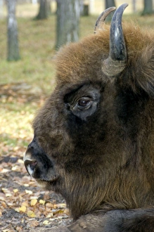Images Dated 24th October 2006: European Bison - adult male bull lying down - mixed forest