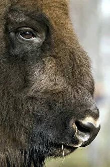 Images Dated 24th October 2006: European Bison - adult male bull - ruminates after