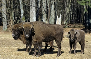 Horned Cow or Bull