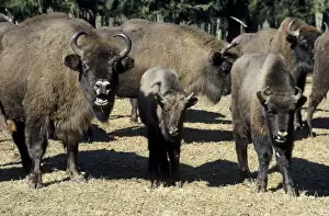 Calves Prints: European Bison - adults and juveniles
