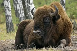 Adults Gallery: European Bison - a huge adult male bull - part