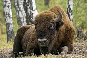European Bison - a huge adult male bull lying down