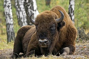Images Dated 24th October 2006: European Bison - a huge adult male bull lying down