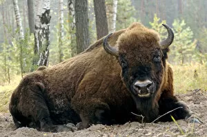 Facing Collection: European Bison - large adult male bull lying down