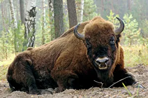 Facing Collection: European Bison - large adult male bull lying down
