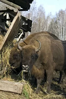 Images Dated 24th October 2006: European Bison - pair of adults - supplementary