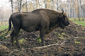 Images Dated 24th October 2006: European Bison - rests after feeding - part of
