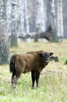 Images Dated 24th October 2006: European Bison - young calf - a member of a larger