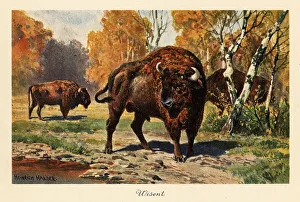 Wisent Prints: European bison or zubr in a forest clearing