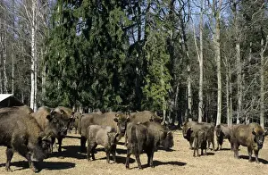 Turnips Prints: European Bisons - graze and being feed with turnips