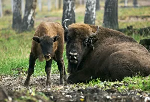 Males Collection: European Bisons - young calf and a huge male