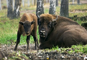 Images Dated 24th October 2006: European Bisons - young calf and a huge male