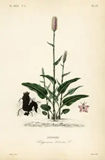 Regne Prints: European bistort or snakeroot, Persicaria bistorta