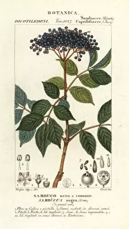 Amara Collection: European black elderberry, Sambucus nigra