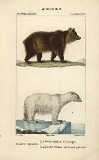 European brown bear, Ursus arctos, and polar