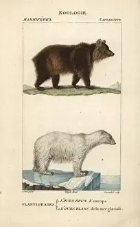 European brown bear, Ursus arctos, and polar