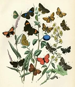 Skipper Collection: European Butterflies