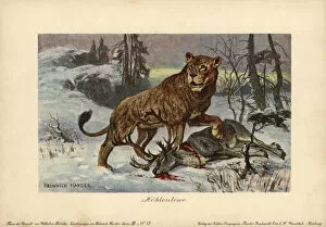 Tiere Collection: European cave lion, Panthera leo spenaea, extinct