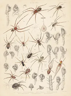 Spider Prints: European cave spider, diadem spider, orbweaver, etc