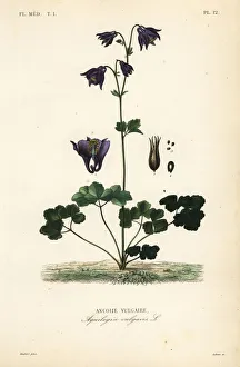 European columbine, Aquilegia vulgaris European columbine, Aquilegia vulgaris