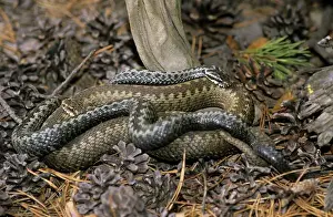 European / Common ADDER - adults; pre-copulation