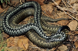 Amphibians Collection: European / Common ADDER - adults; pre-copulation