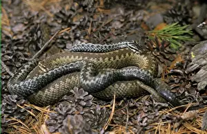 European / Common ADDER - adults; pre-copulation