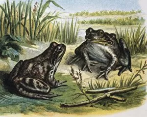 Amphibious Gallery: European Common Frog. Amphibians. Engraving after