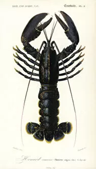 Lobster Collection: European or common lobster, Homarus gammarus
