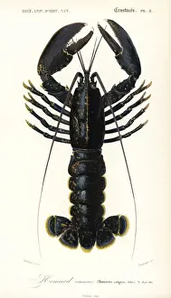 Dorbigny Prints: European or common lobster, Homarus gammarus