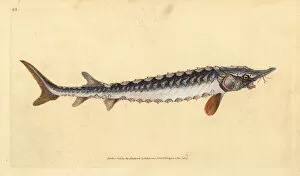 Acipenser Gallery: European or common sturgeon, Acipenser sturio