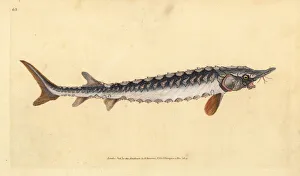 Acipenser Gallery: European or common sturgeon, Acipenser sturio