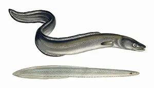 Eels Prints: European Conger and Morris