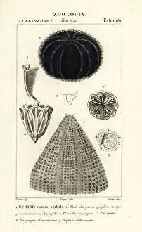 Images Dated 24th March 2020: European edible sea urchin, Echinus esculentus