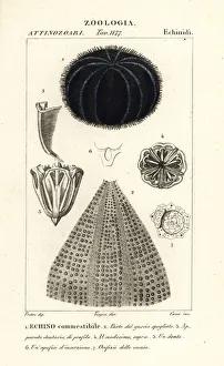 Echinus Prints: European edible sea urchin, Echinus esculentus