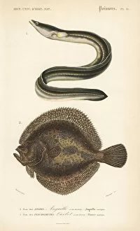 Critically Collection: European eel, critically endangered, and turbot