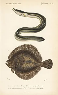 Anguilla Gallery: European eel, critically endangered, and turbot