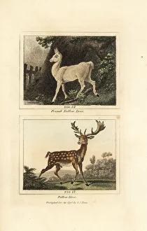 Quadrupeds Prints: European fallow deer, Dama dama