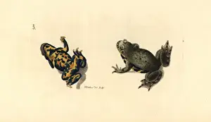 Bellied Prints: European fire-bellied toad, Bombina bombina